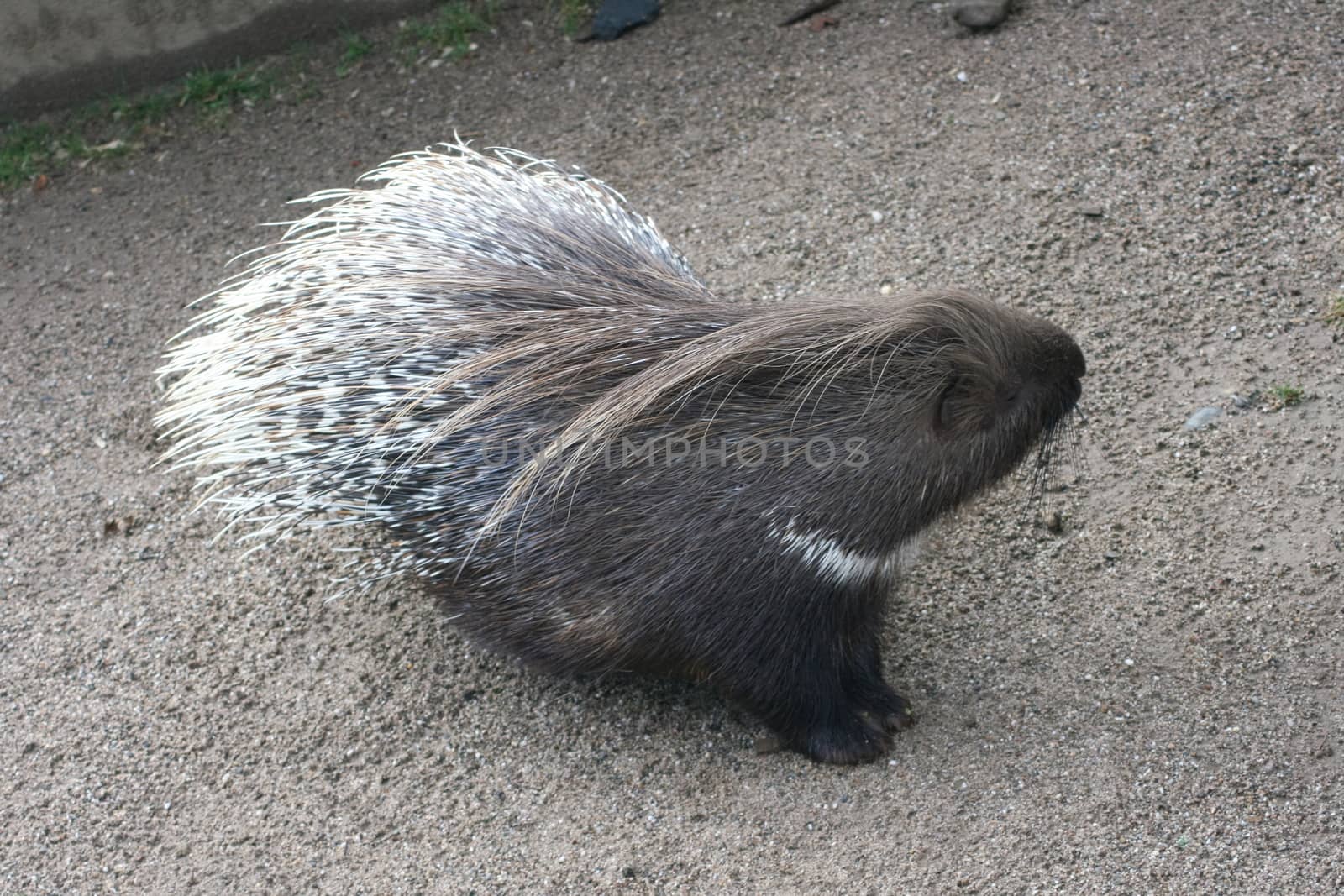 Porcupine (Hystricidae) is a rodent with quills