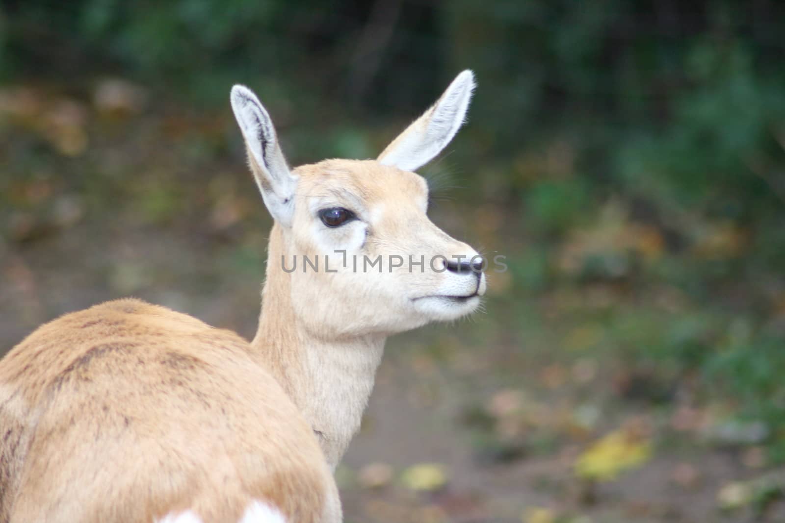 Detail of a female blackbuck antelope (Antilope cervicapra)