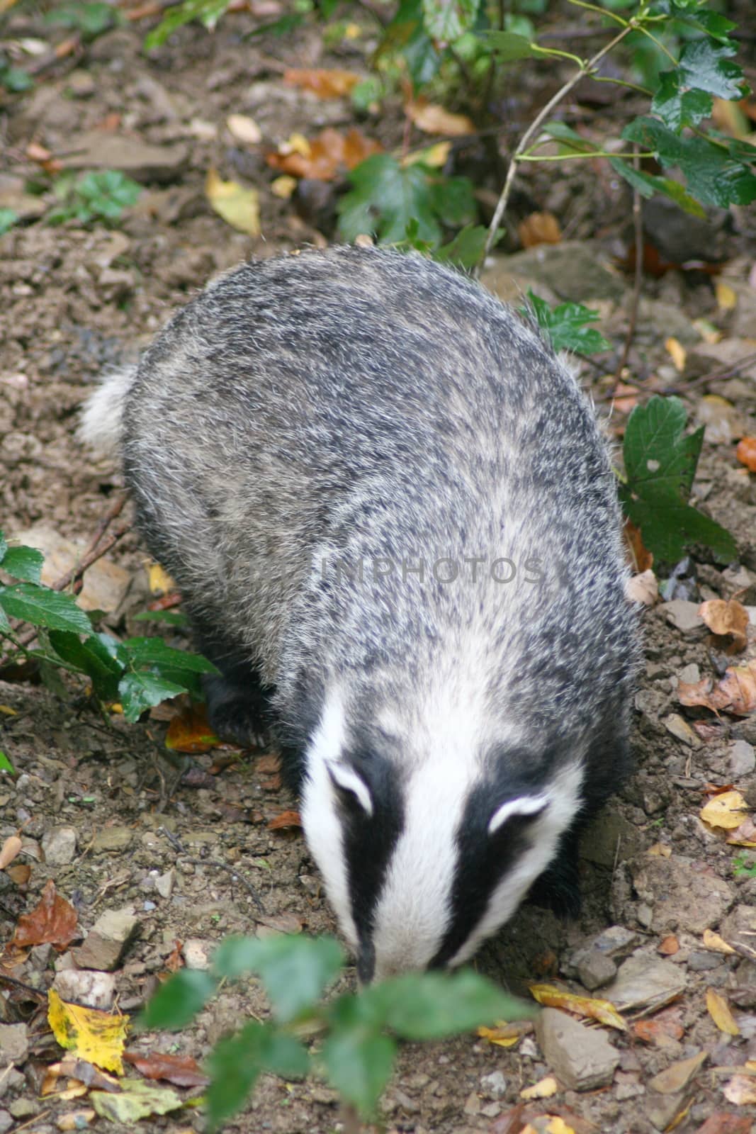 A badger (Melina) in the wild 