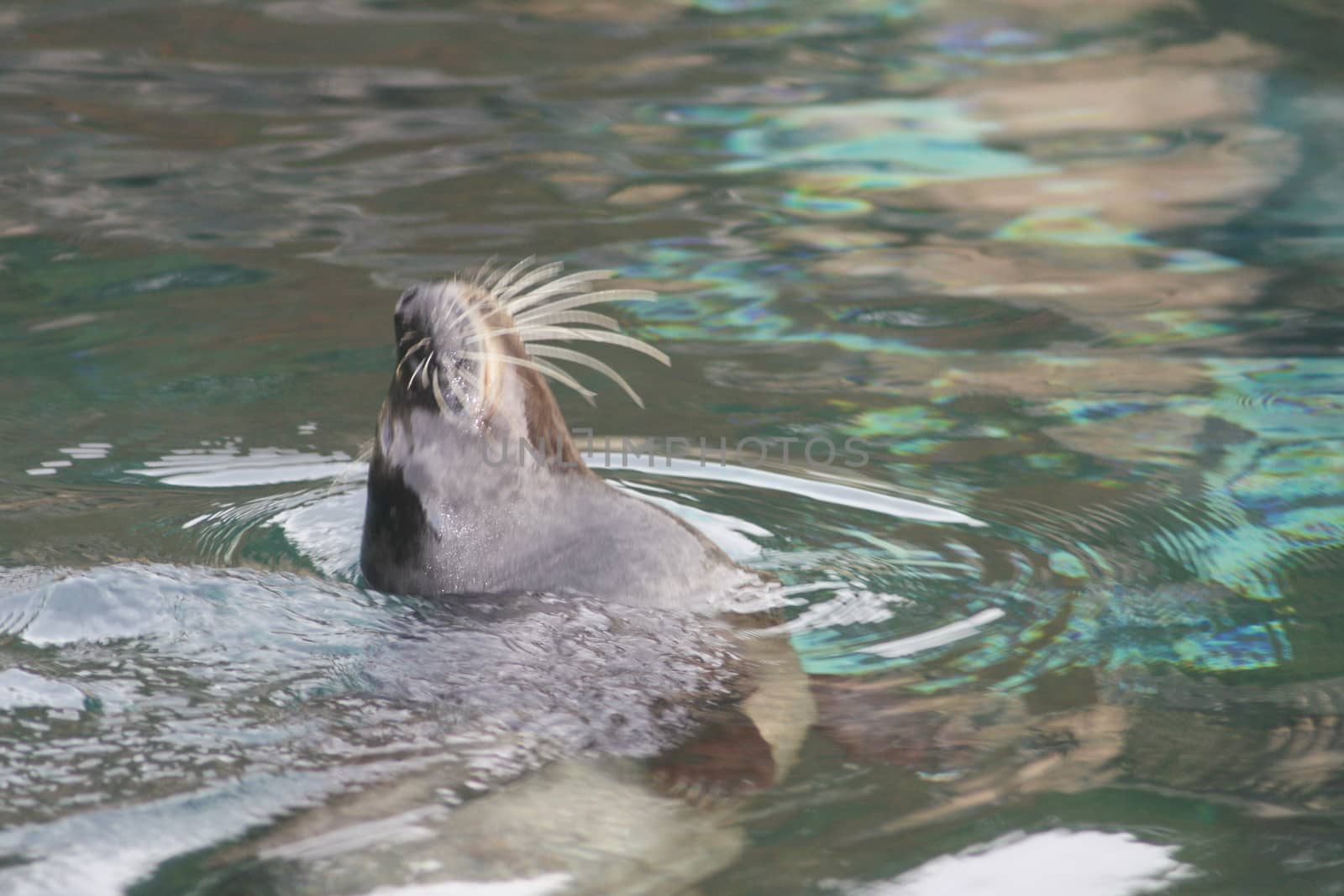 Detail view of a floating seal (Phoca vitulina) 