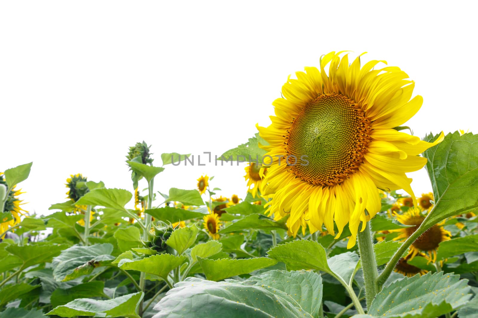 Sunflower isolated background