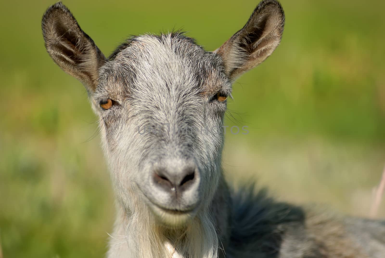 smiling goat, capra  by makspogonii