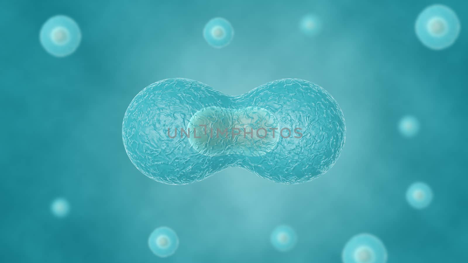 Two cells divide by osmosis, in the background other cells