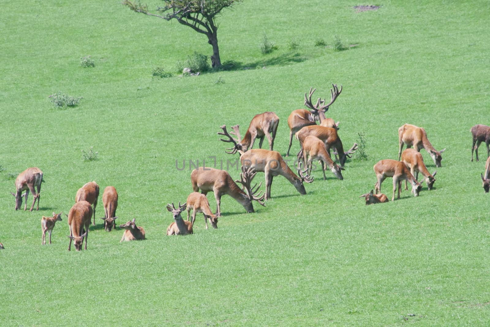 a herd of deer, grazing in