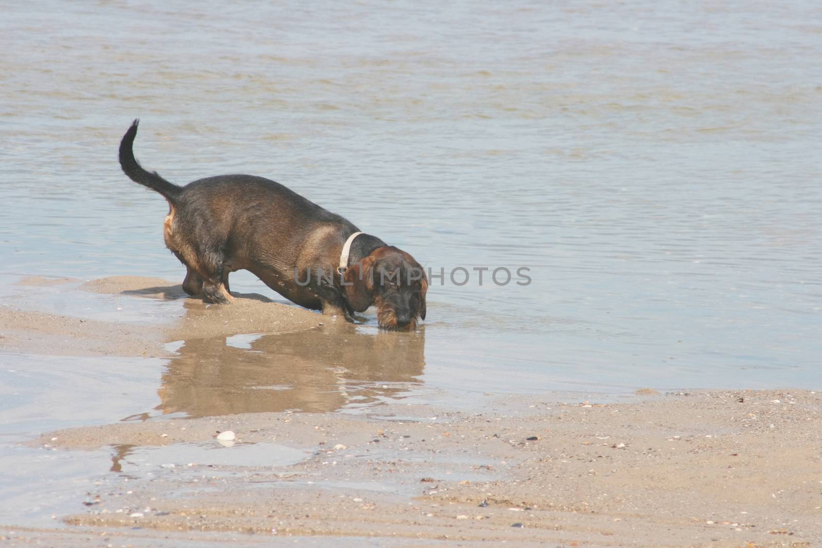 a dachshund playing on the sandy beach