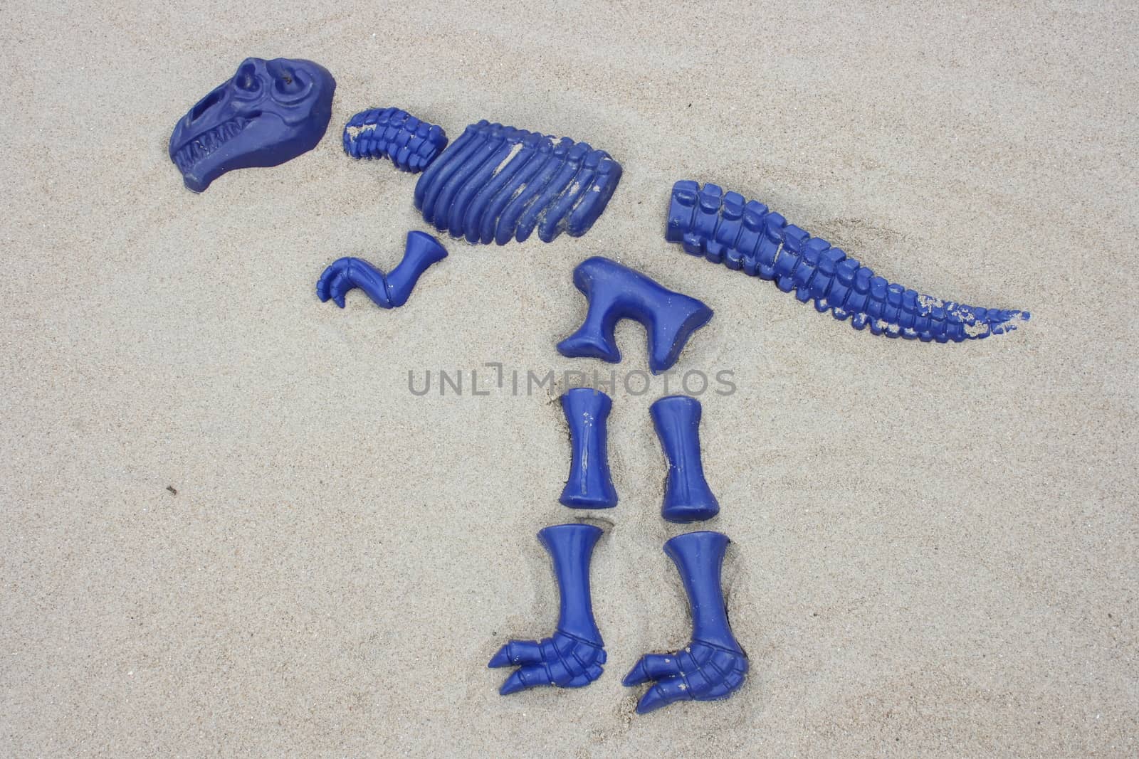 A T Rex, from blue single fragments designed in sand