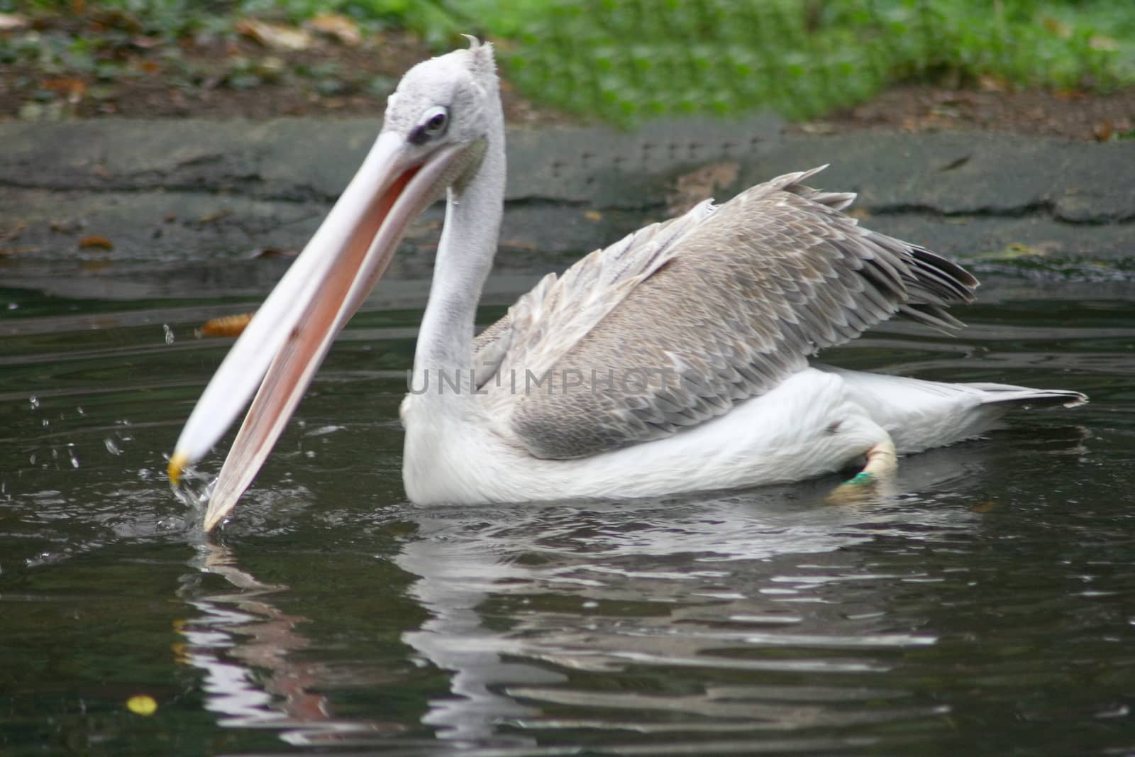 Young white pelican (Pelecanus onocrotalus) in the young bird plumage dress