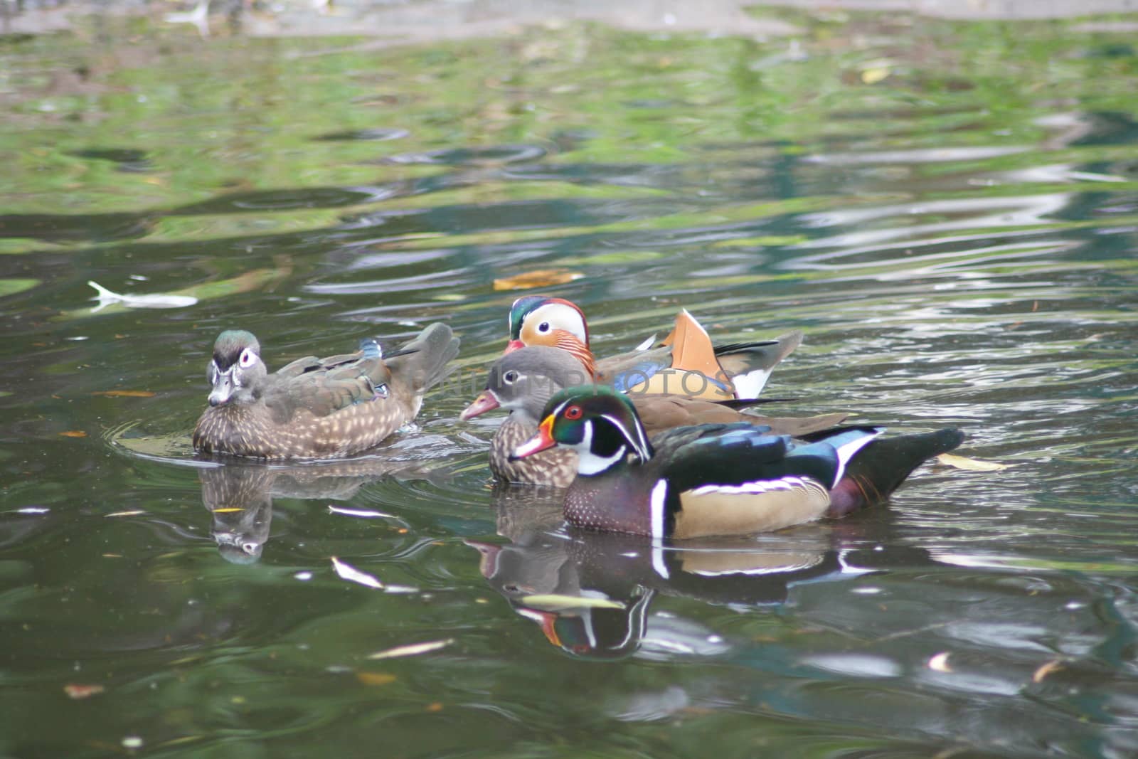 a small community of Mandarin duck (Aix galericulata) and Wood Duck (Aix sponsa)