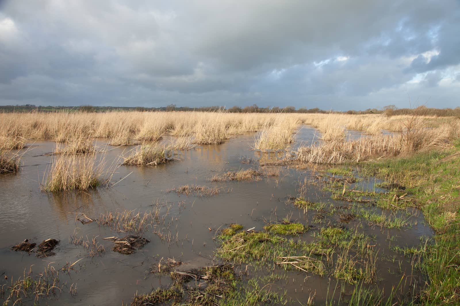 Green grass leads to water in a managed wetland area with planted yellow dried reeds in rows against a cloudy sky.