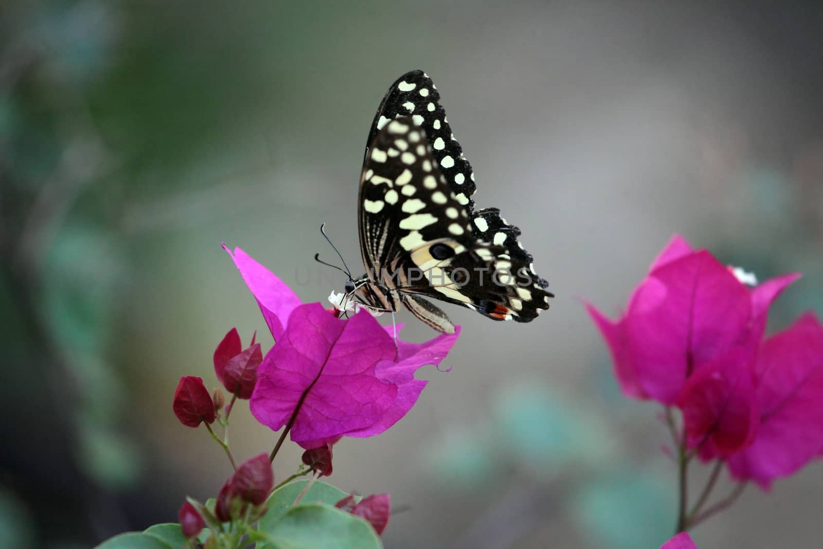 Papilio butterfly on a flower/Ethiopia