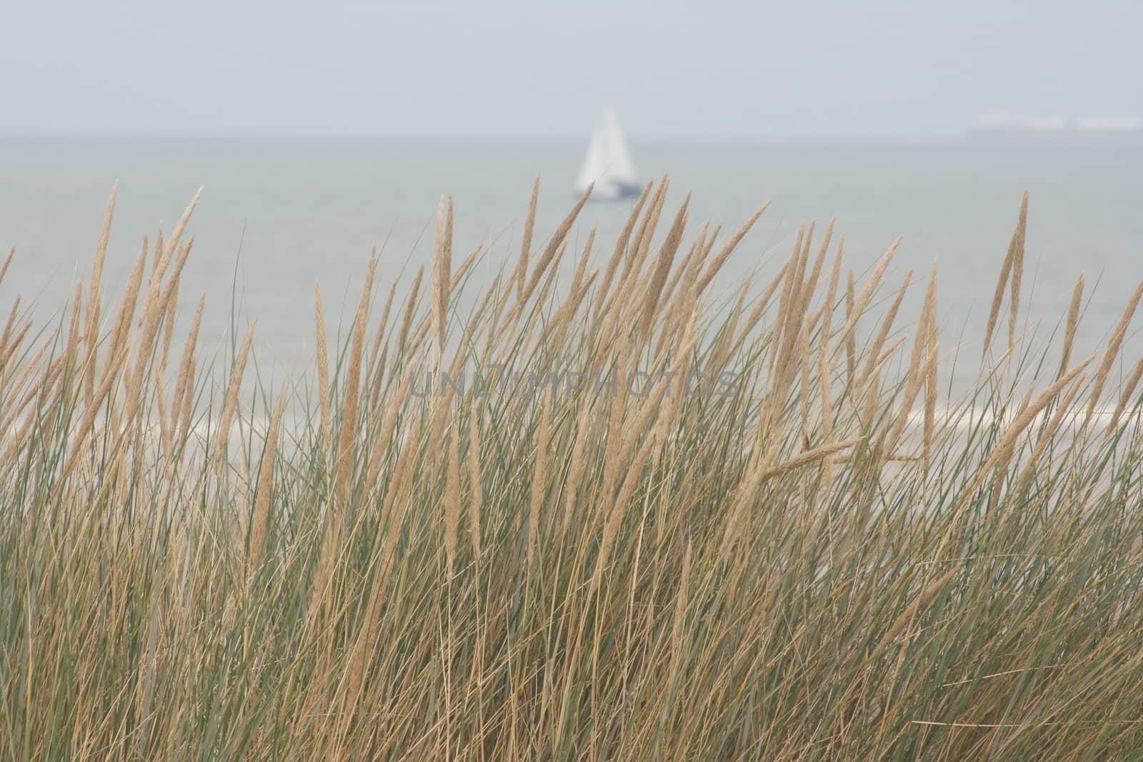 Dune grass with the ocean and sky in the background 