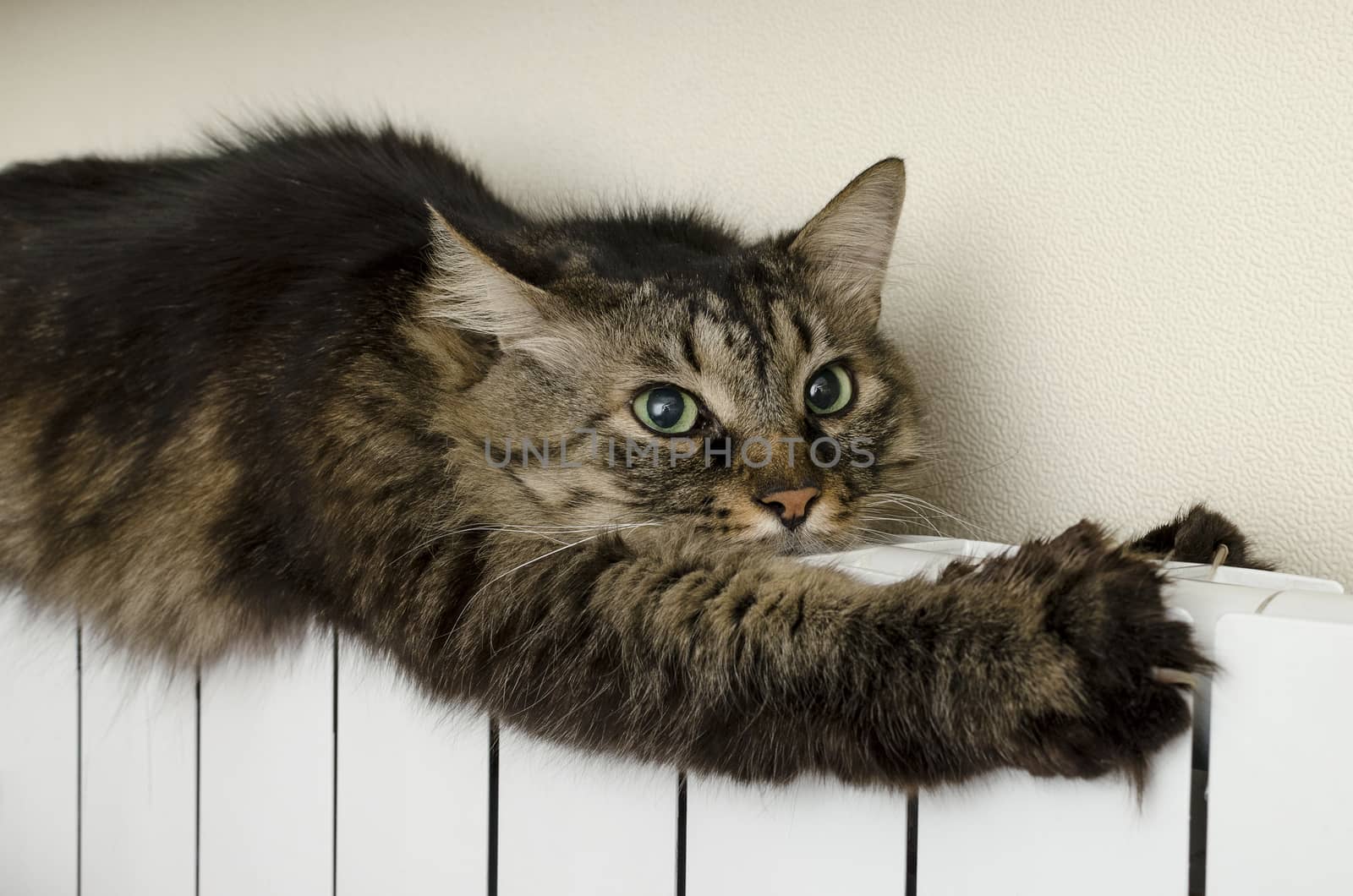 Tabby cat lying a warm radiator