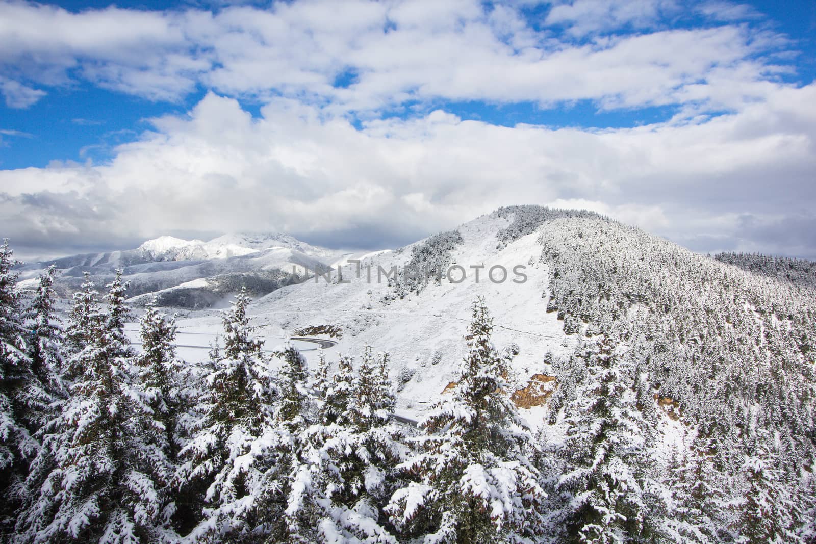 spruce forest around mountain in winter covered by snow day scenic
