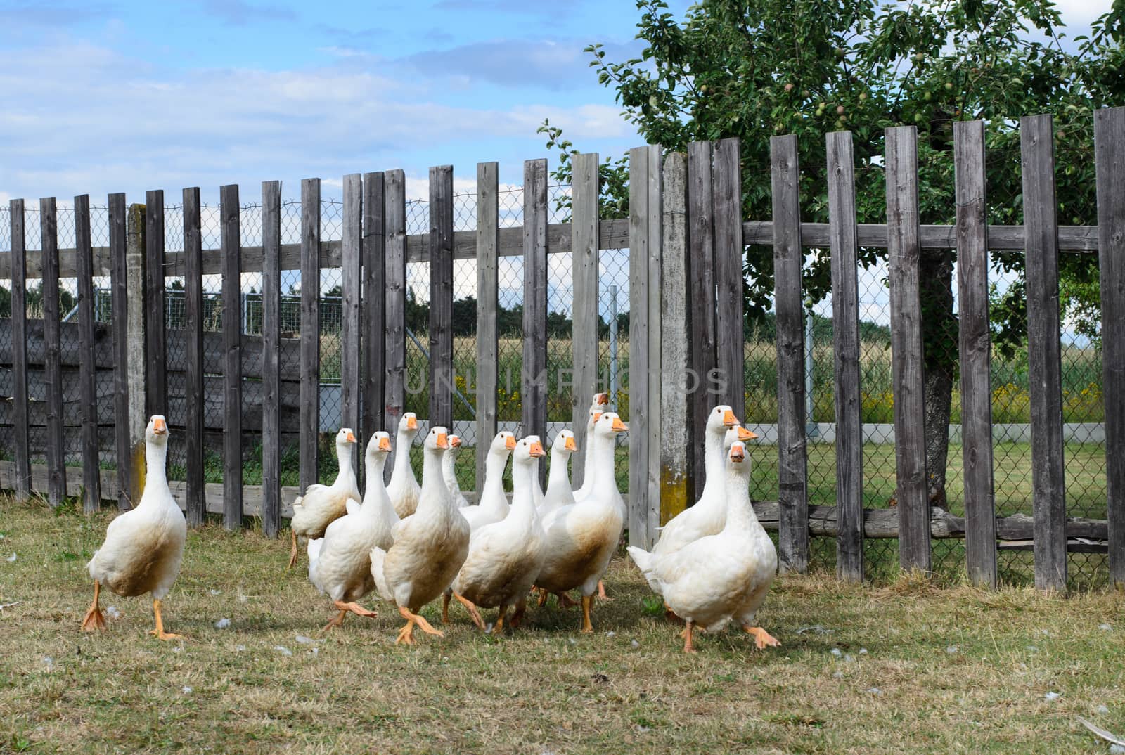 white gooses