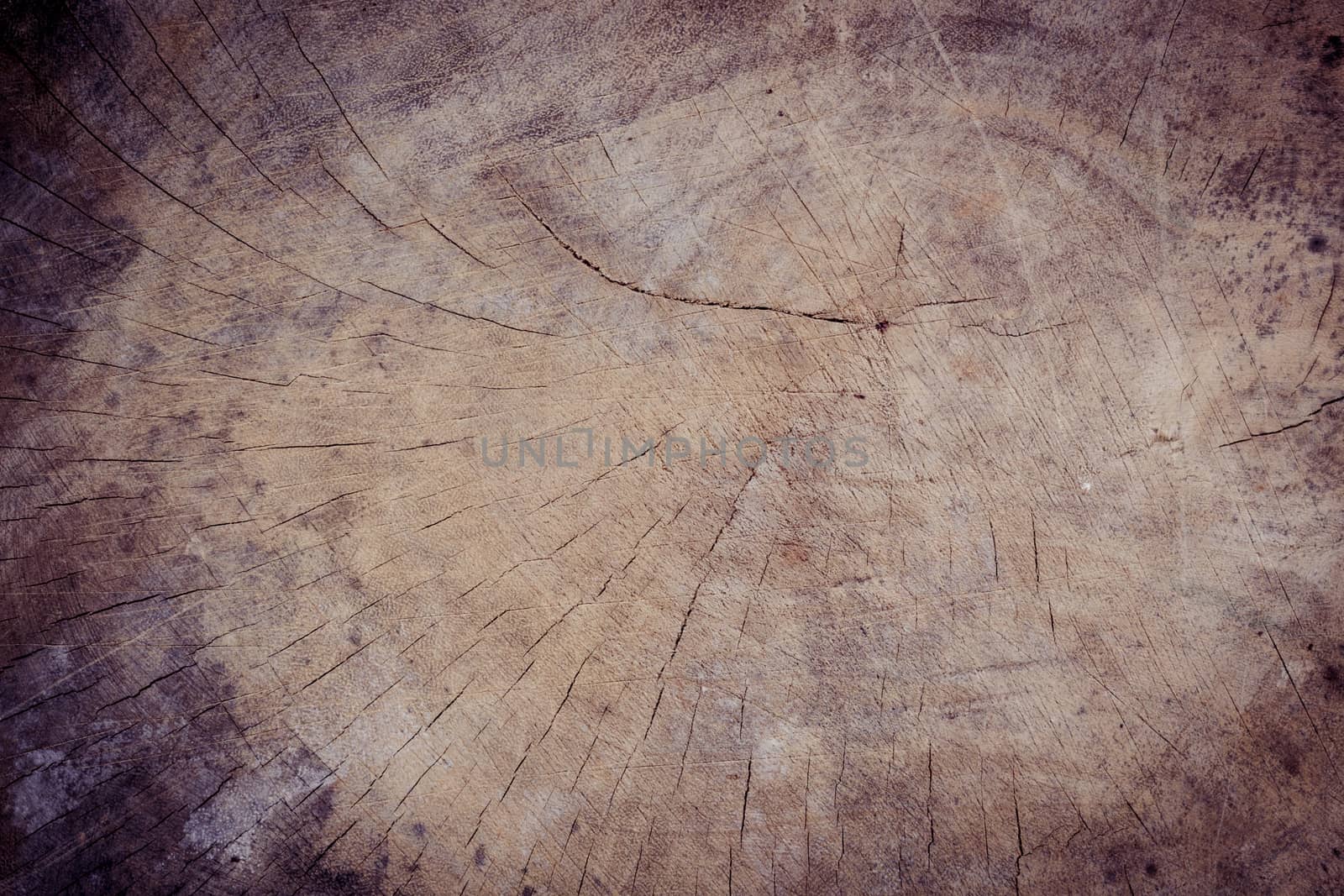close up wood stump