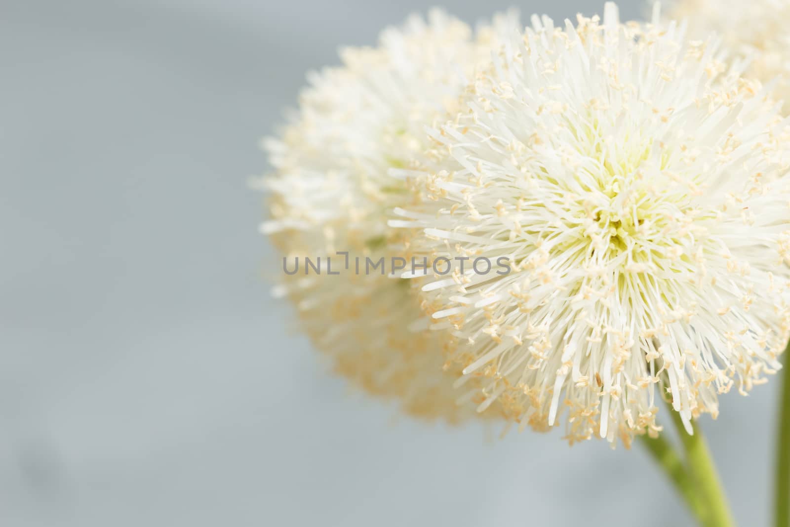 close up natural bush white flower by blackzheep