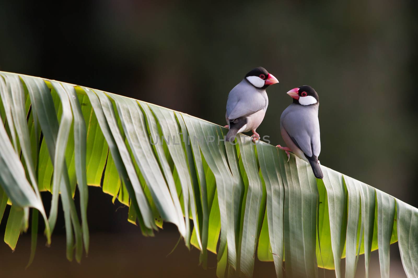 Two Tropical Java Finches on a Leaf Perch