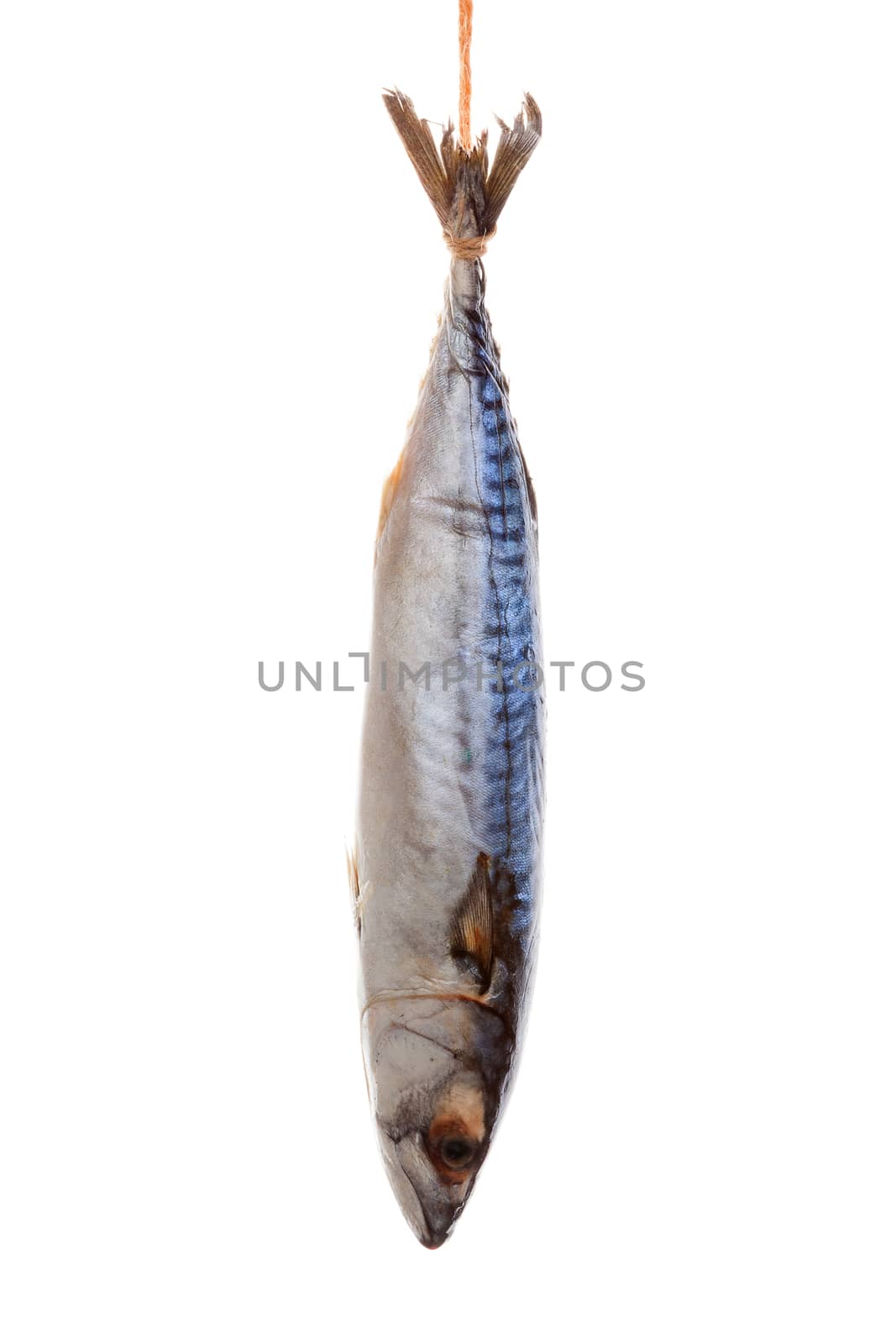 Fresh mackerel hanging against white background. Culinary seafood eating. 