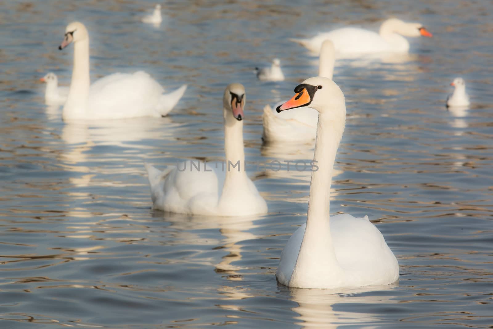 Photo shows a closeup of birds on the river.