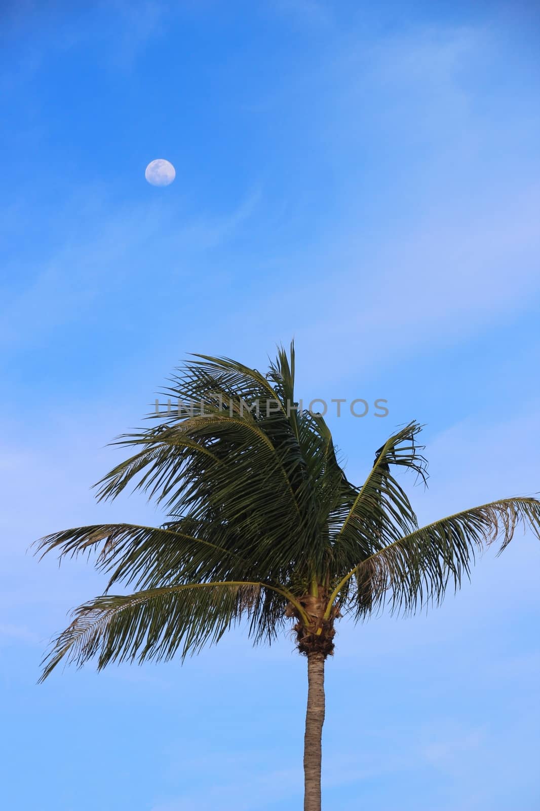 Palm Tree with a Blue Sky and the Moon