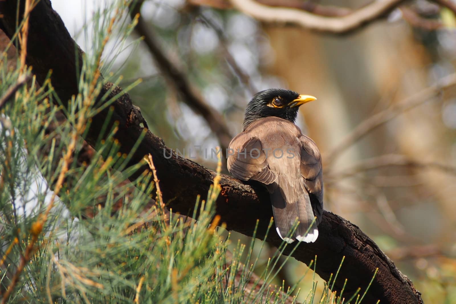 The Common Myna Bird perched on a branch