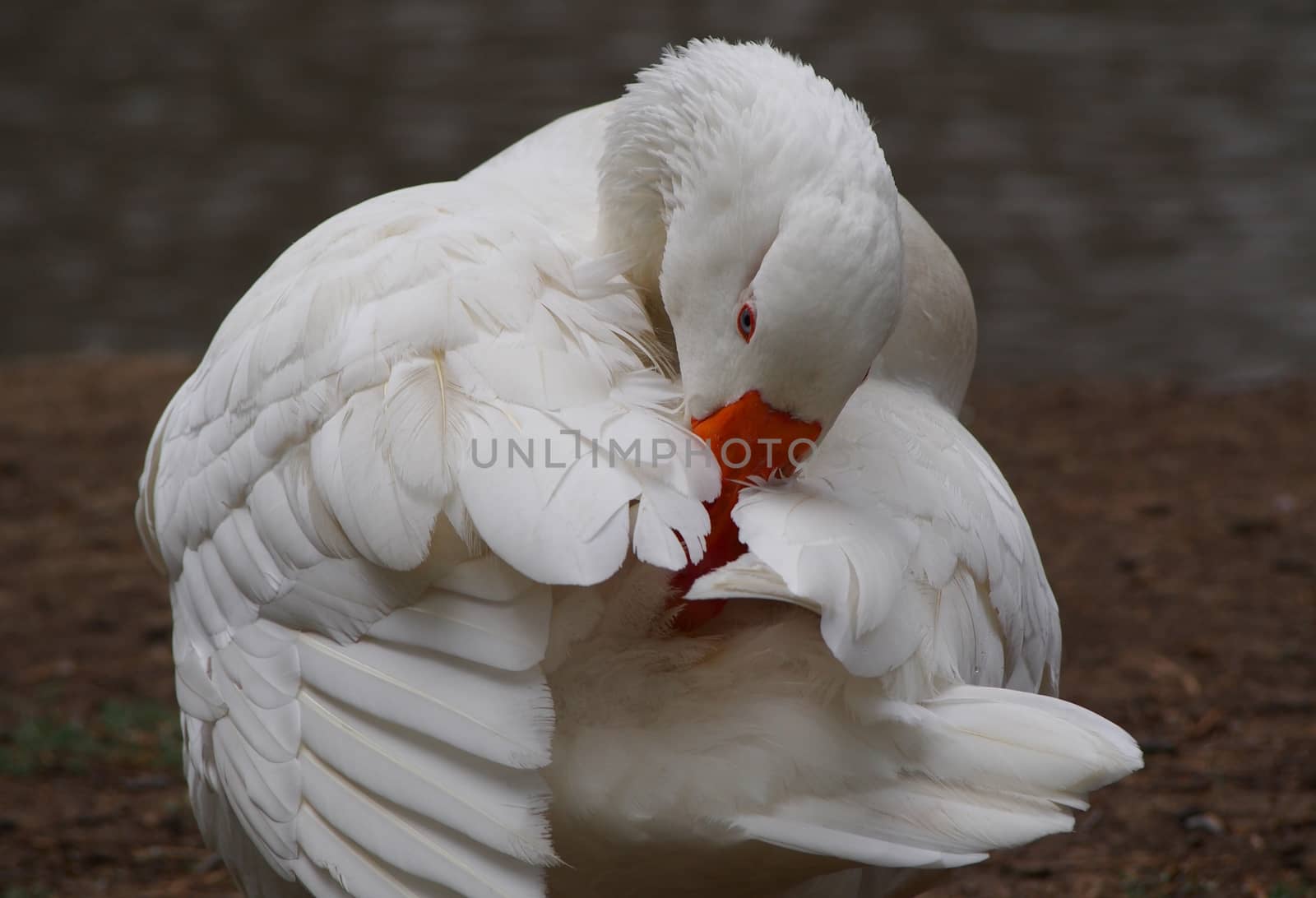 White Goose by the river grooming itself