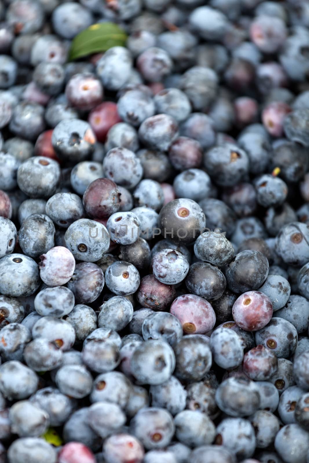 Close up of a freshly picked blueberries. Shallow depth of field.