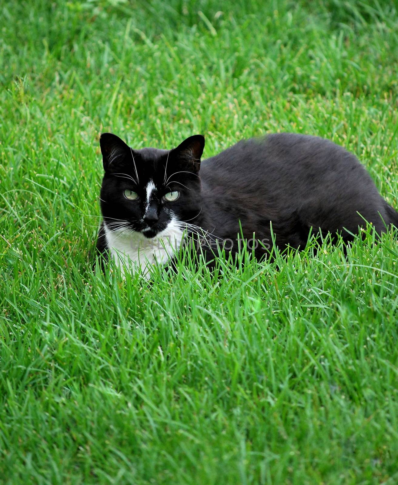 Cat in grass. by oscarcwilliams