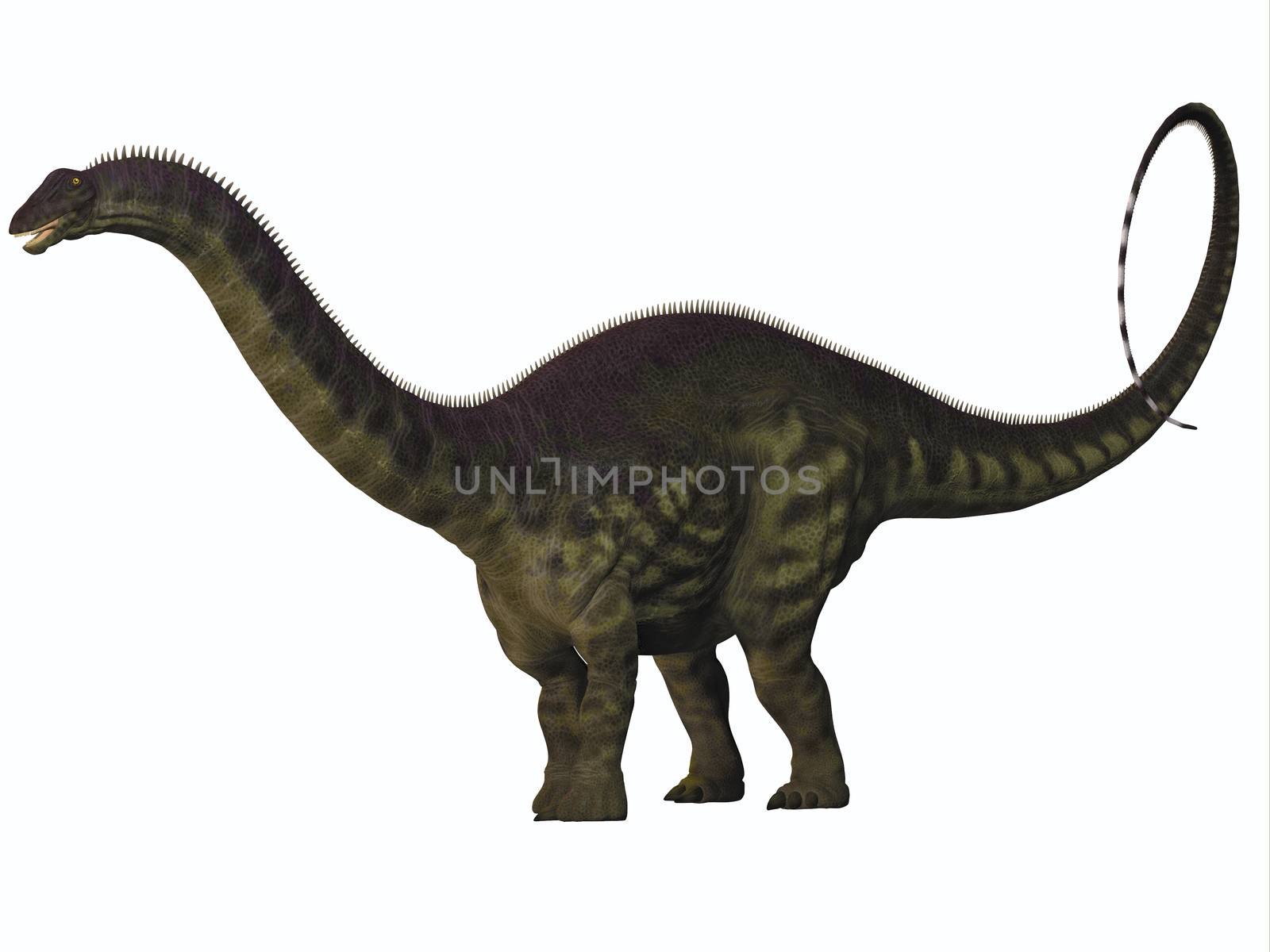 Apatosaurus on White by Catmando