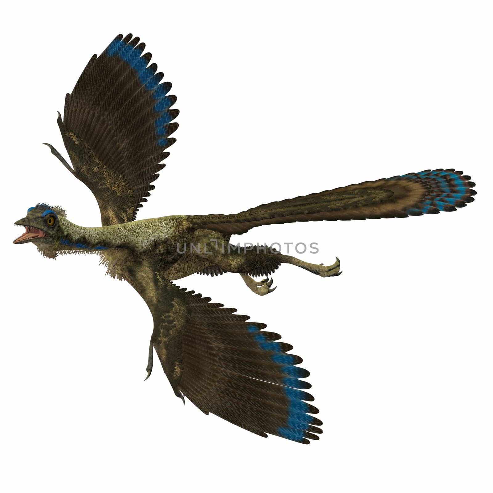 Archaeopteryx is the most primitive known bird and lived in the Jurassic Age of Germany.