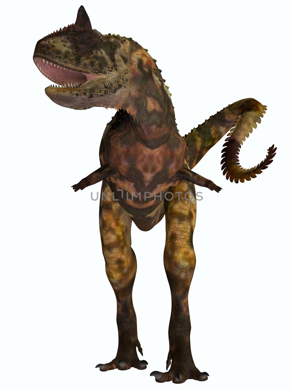 Carnotaurus was a theropod carnivorous dinosaur that lived in Argentina in the Cretaceous Period.