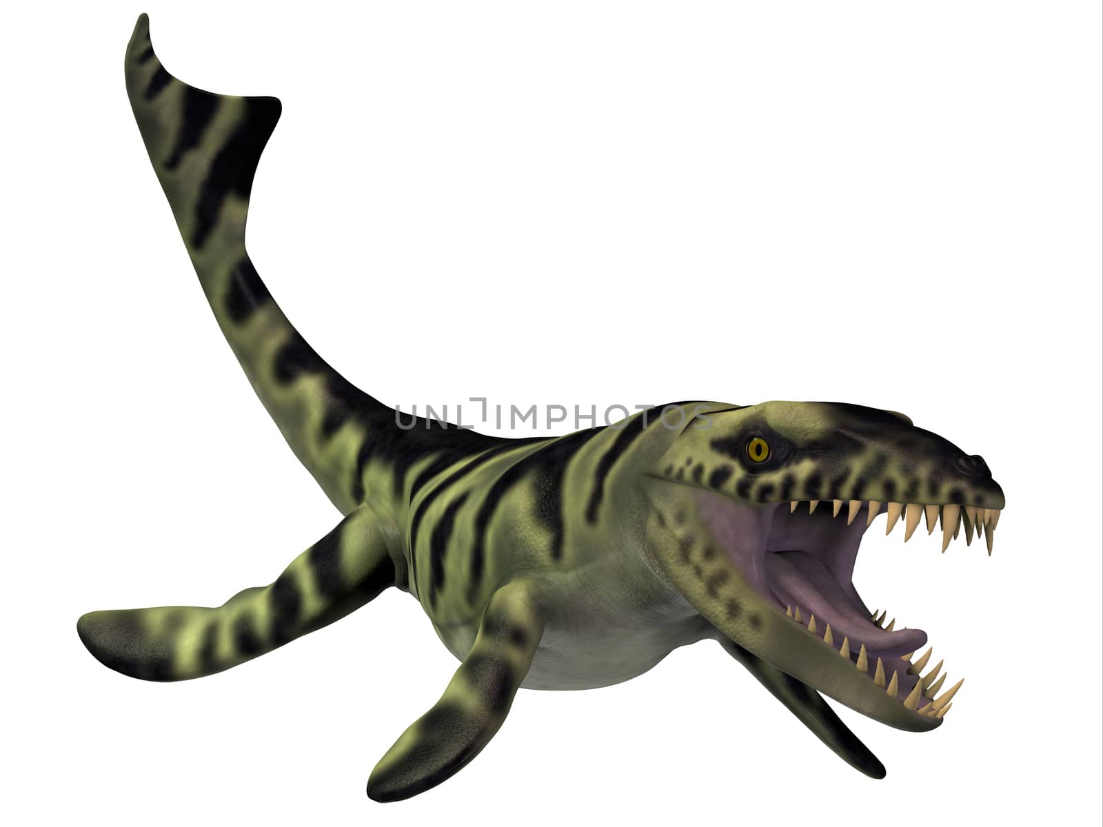 Dakosaurus marine reptile lived from the Jurassic into the Cretaceous Era and was a carnivore.