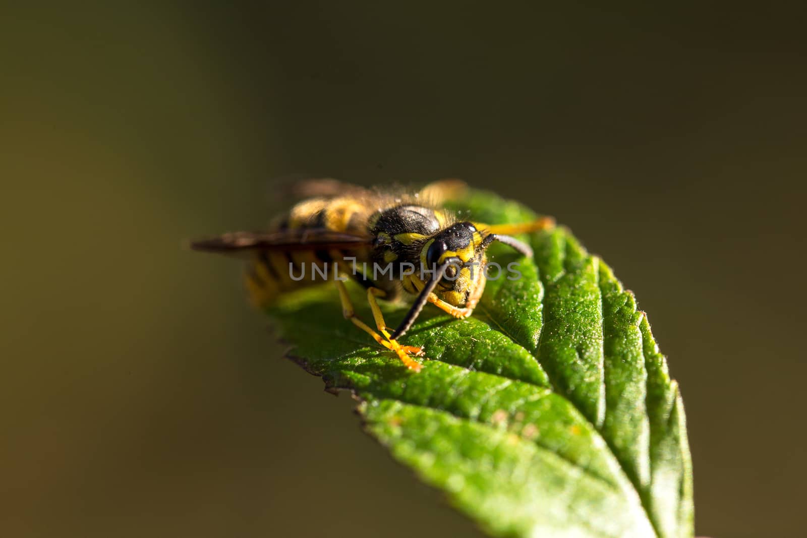 Bee sits on the leaves and she is basking in the sun.