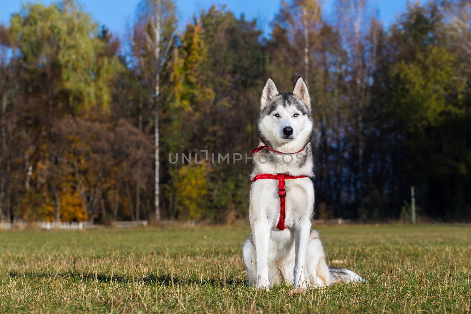 Siberian husky sitting on the grass and she is basking in the sun.