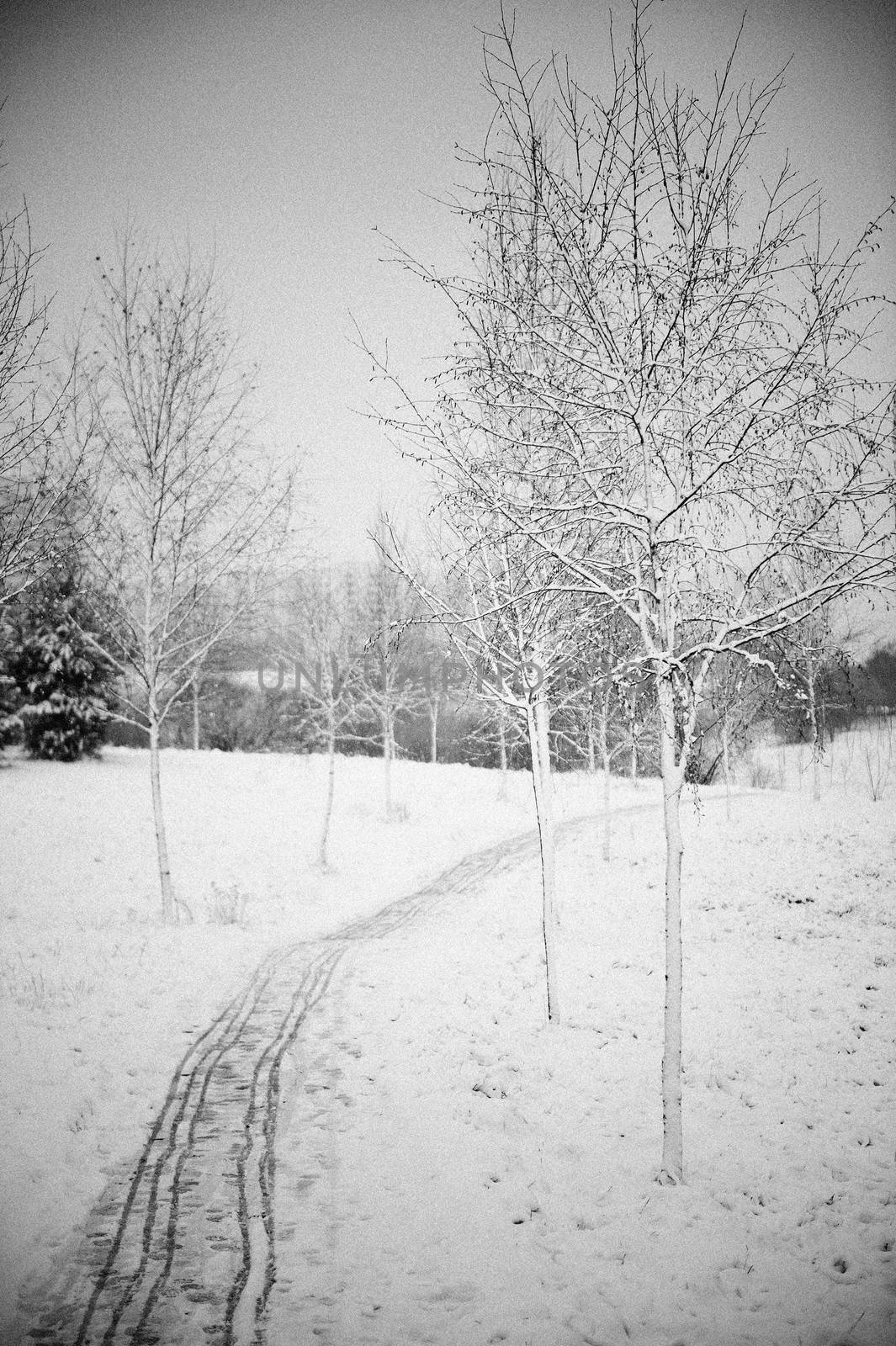 Vertical black and white landscape of a snowy trail running through frost covered winter park.
