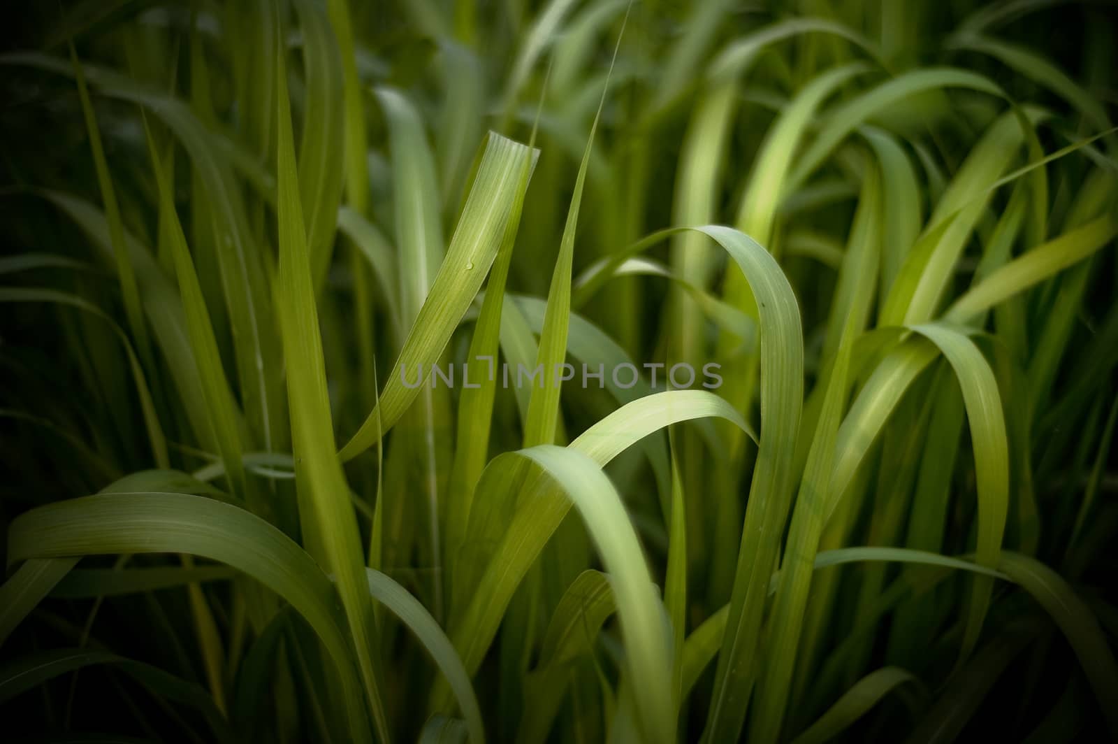 Horizontal macro shot of a vibrant green lawn grass.