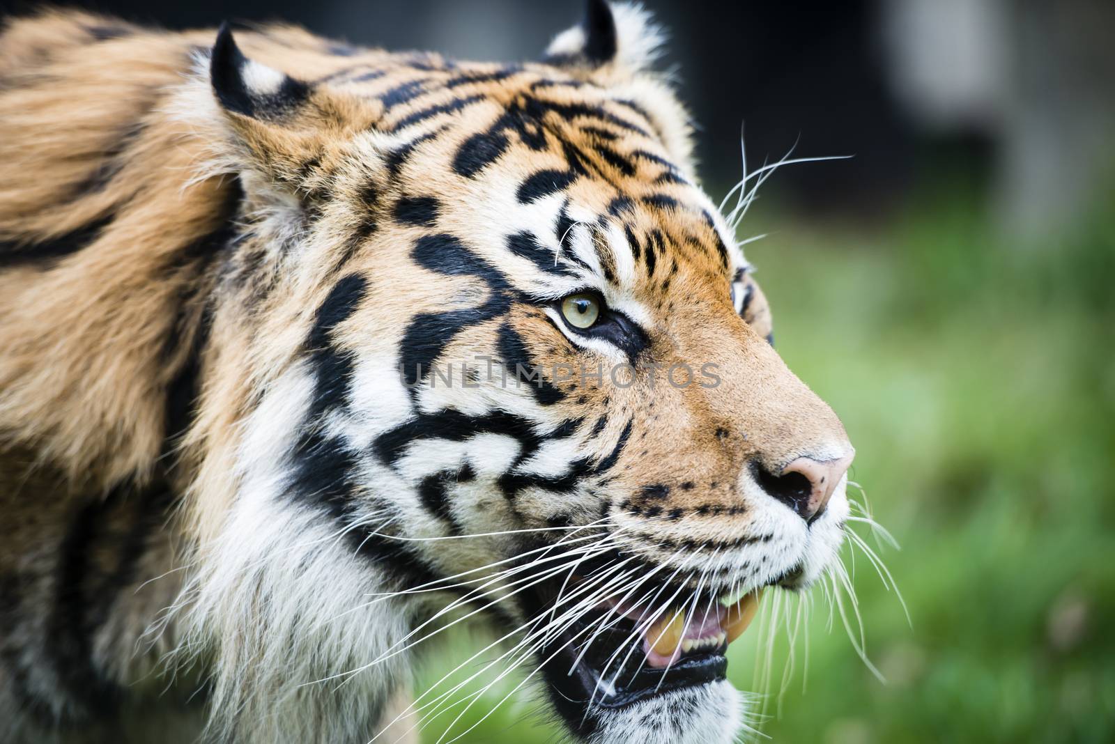 The Sumatran tiger (Panthera tigris sumatrae) is a rare tiger subspecies that inhabits the Indonesian island of Sumatra.