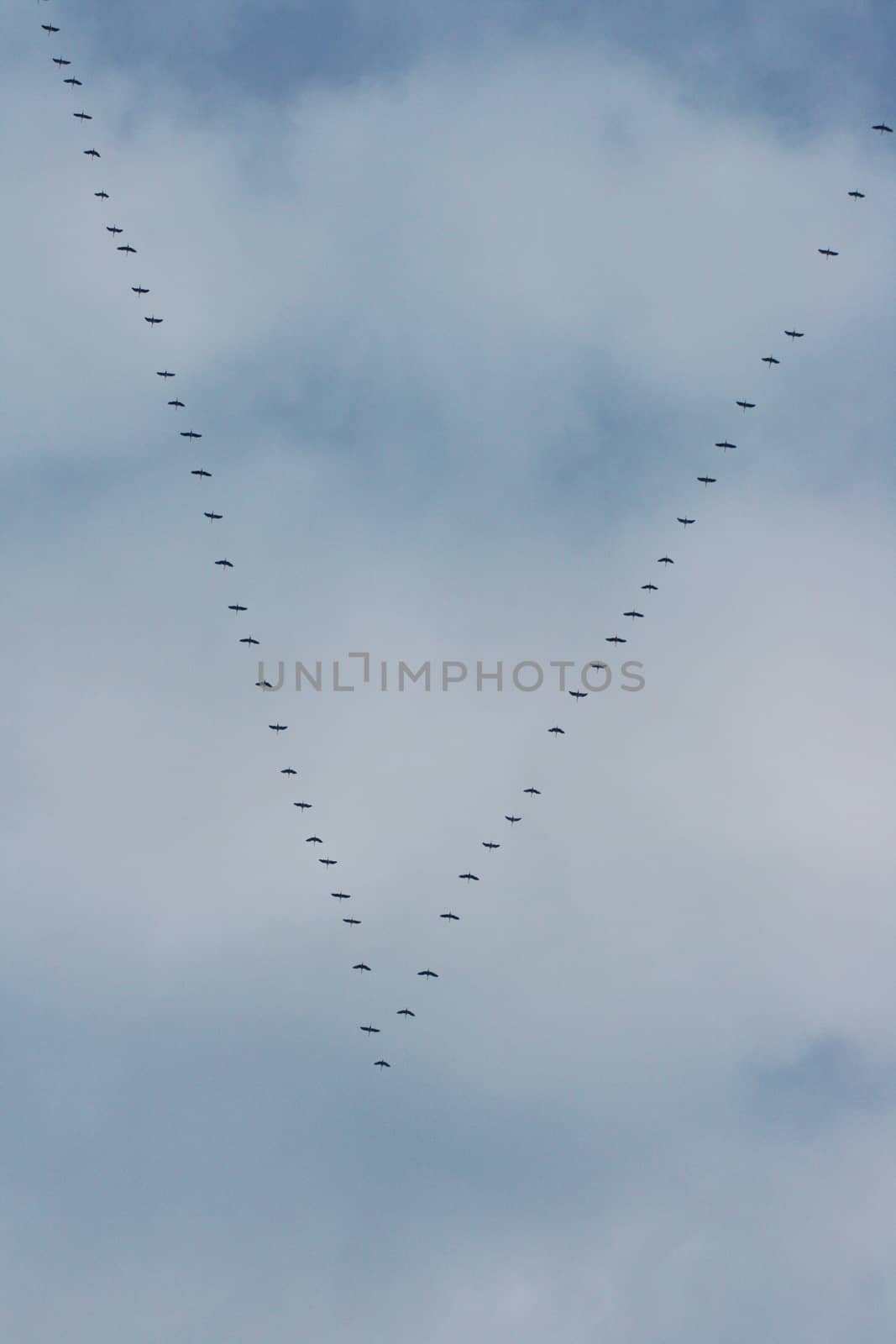 Migratory birds flying in formation on the way to the south 