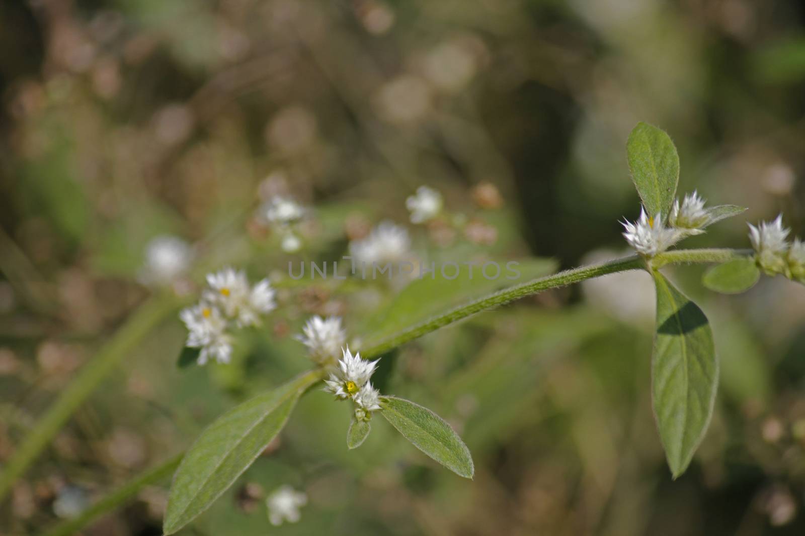 Sanguinarea, Alternanthera ficoidea is a perennial herb