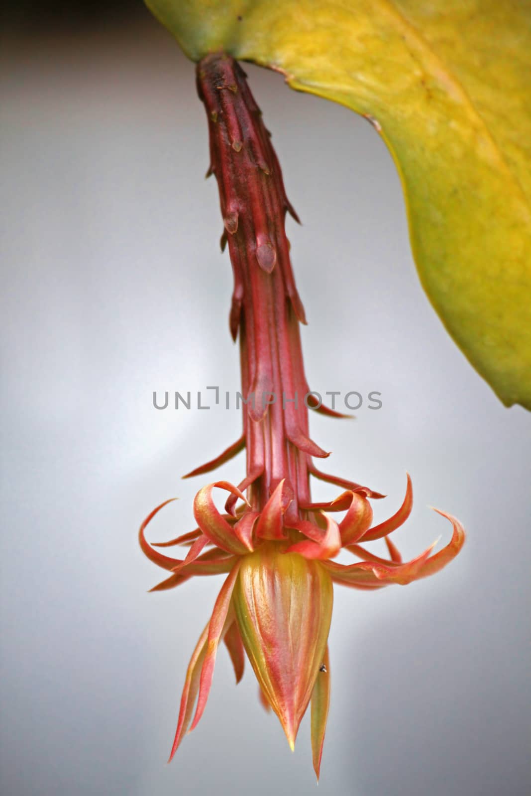 Hylocereus undatus, White-fleshed Pitahaya by yands