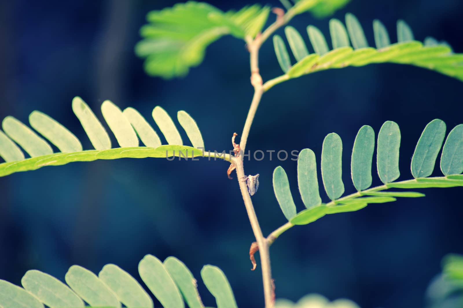 Tamarind, Tamarindus indica by yands