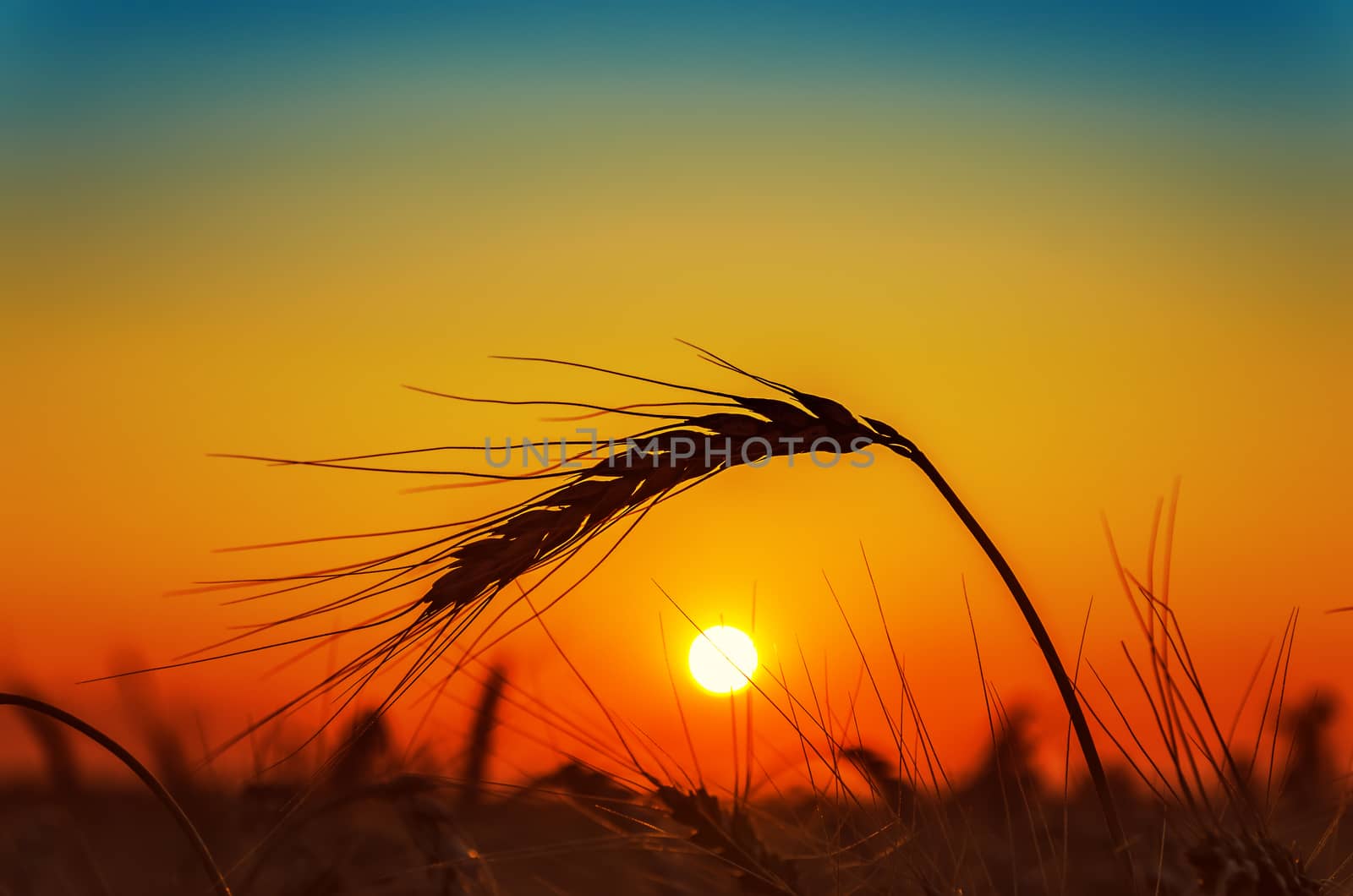 sunset and wheat ear on field by mycola