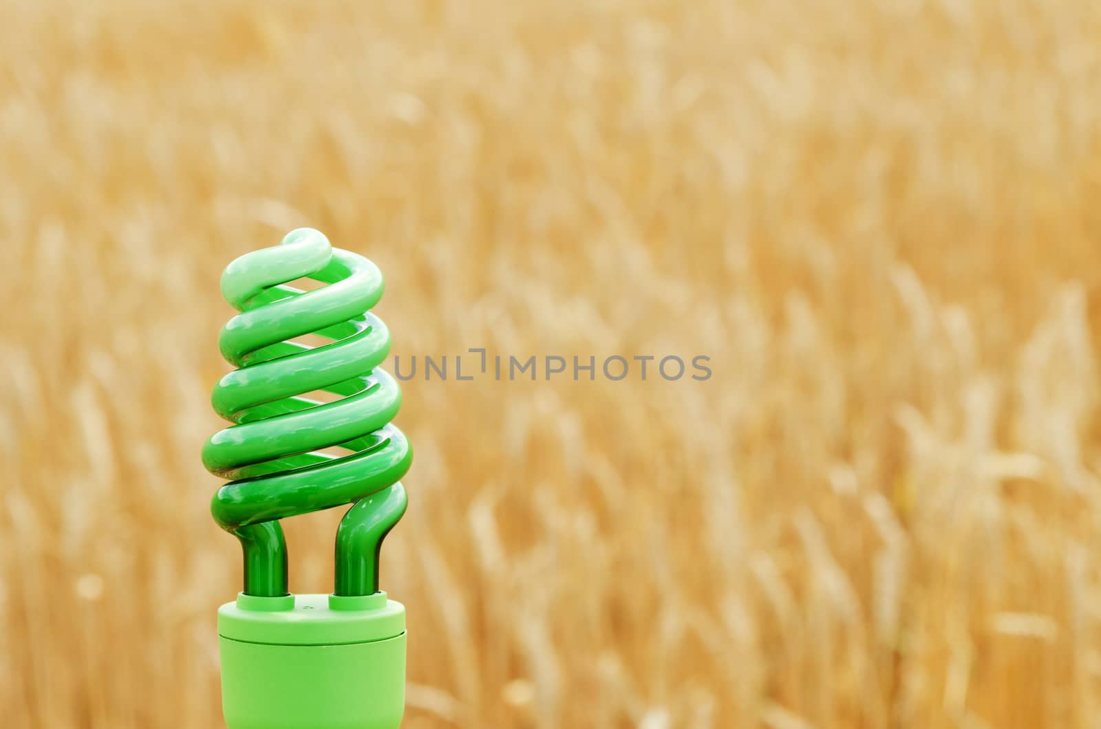 green eco bulb over field with golden harvest by mycola