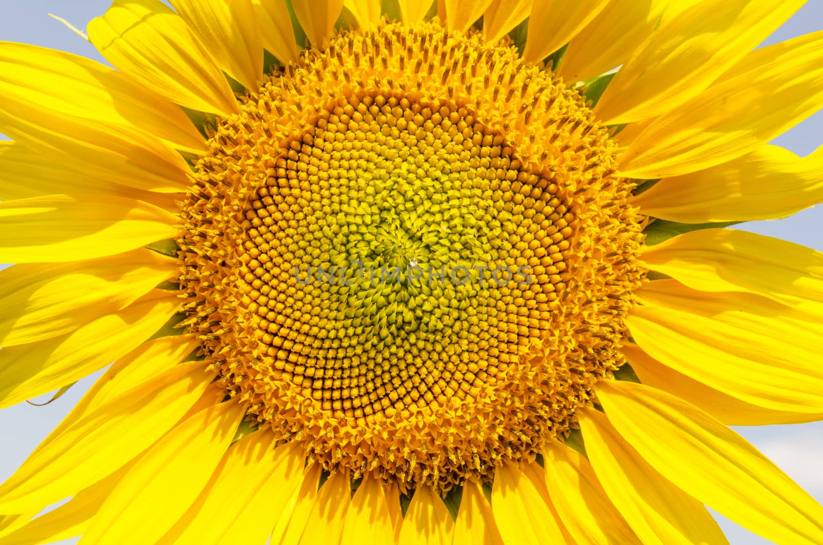 central part of sunflower closeup by mycola