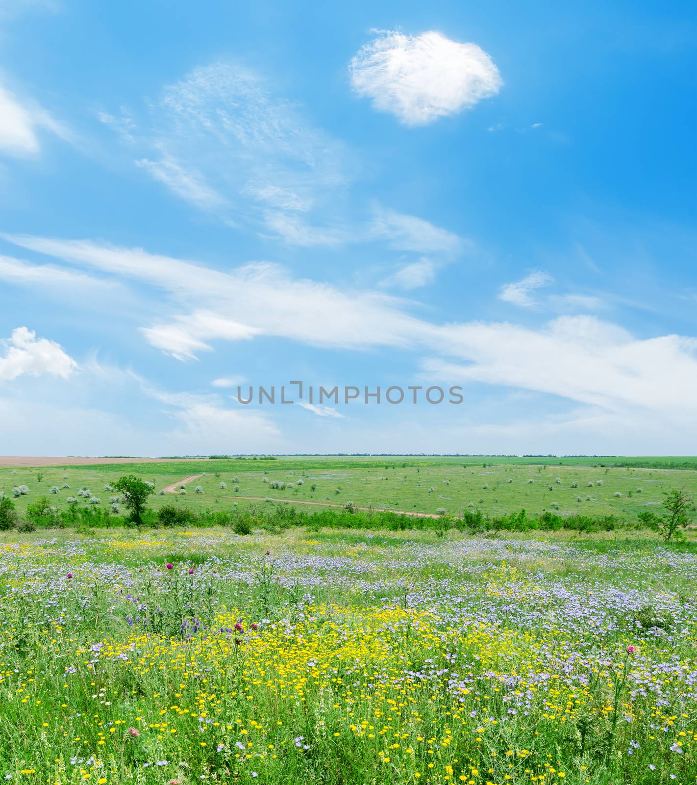 sunny day on green landscape with flowers and blue sky with clouds