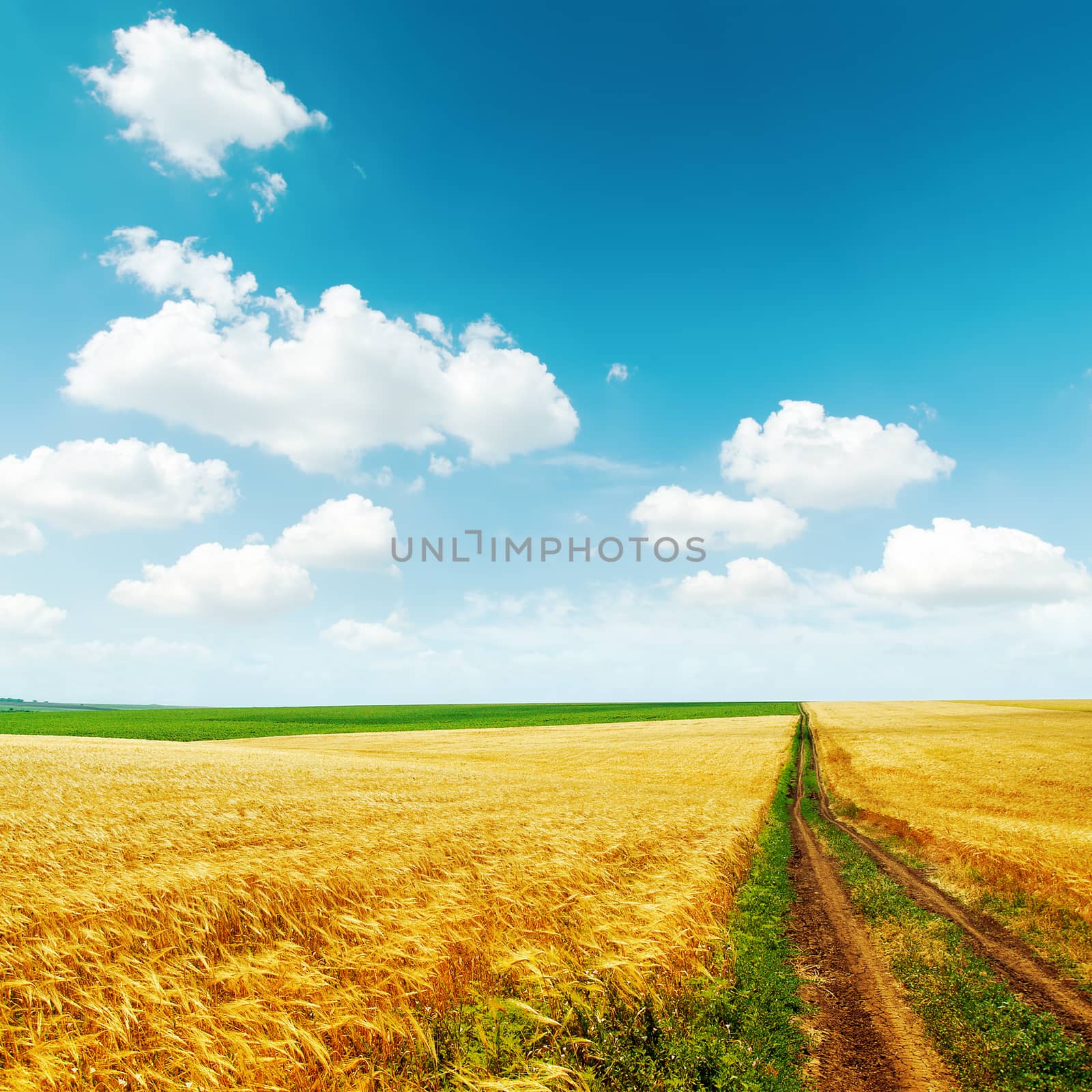 road in golden field with harvest under blue sky with clouds by mycola