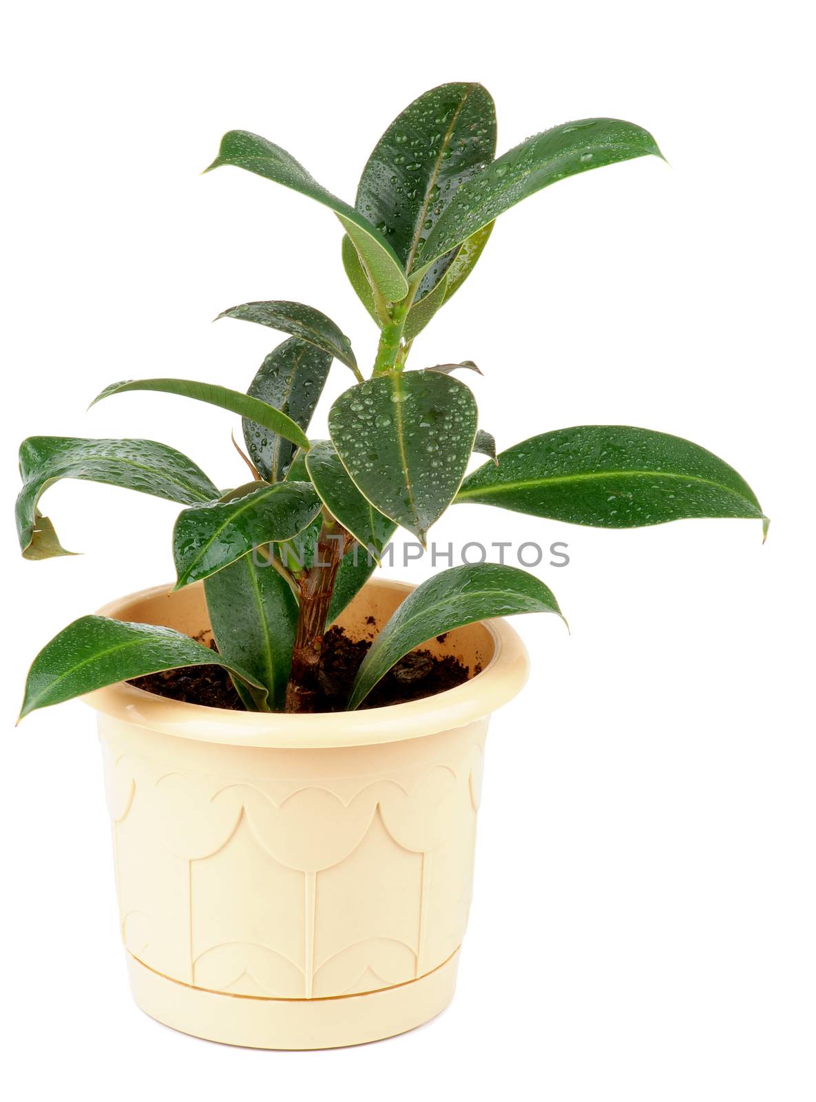 Ficus with Water Drops in Flower Pot isolated on white background