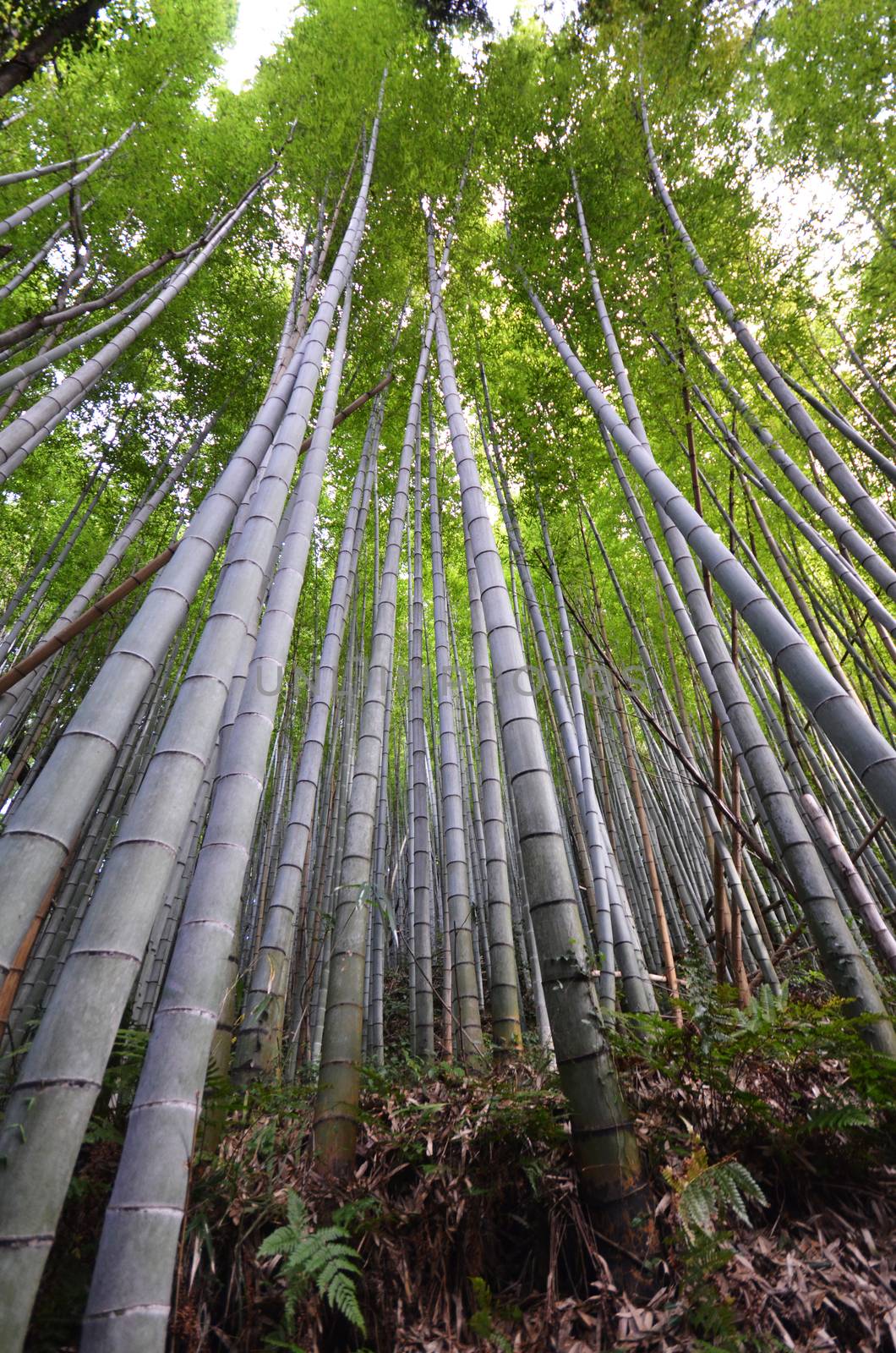Bamboo grove, bamboo forest at Arashiyama by tang90246