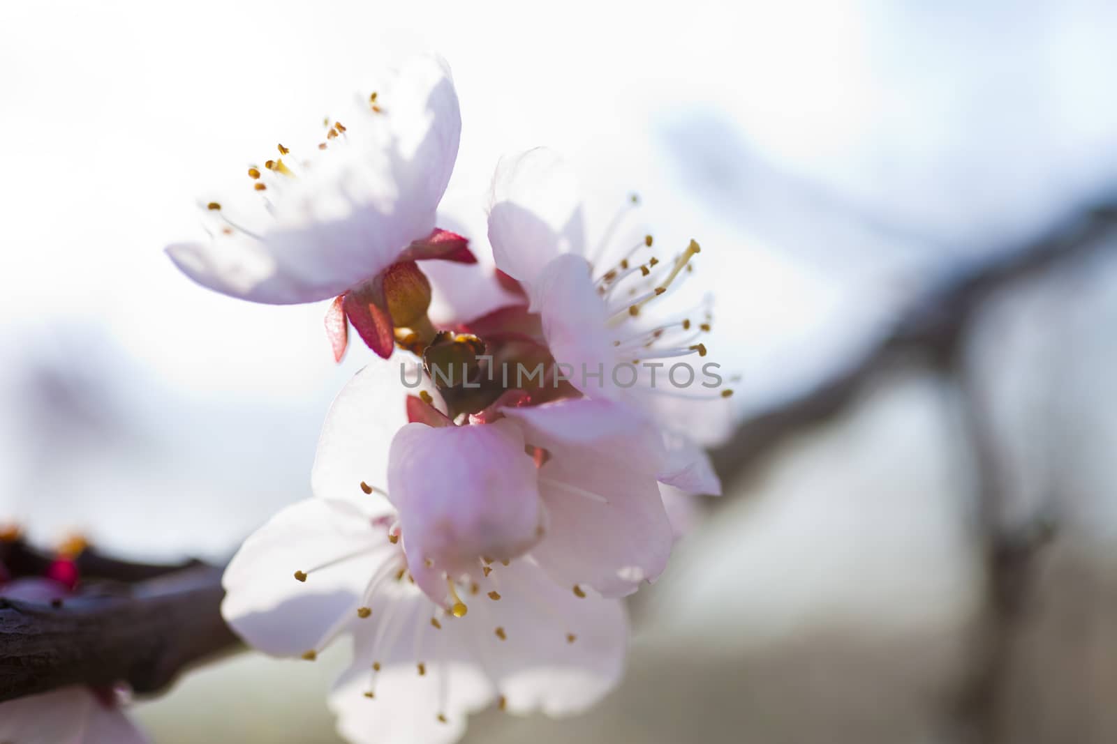 Blossoming cherry in beams of the bright spring sun