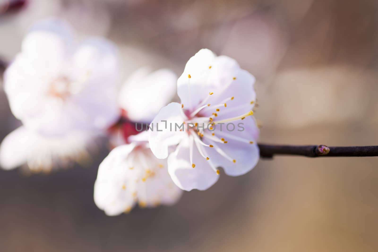 Blossoming cherry by selezenj